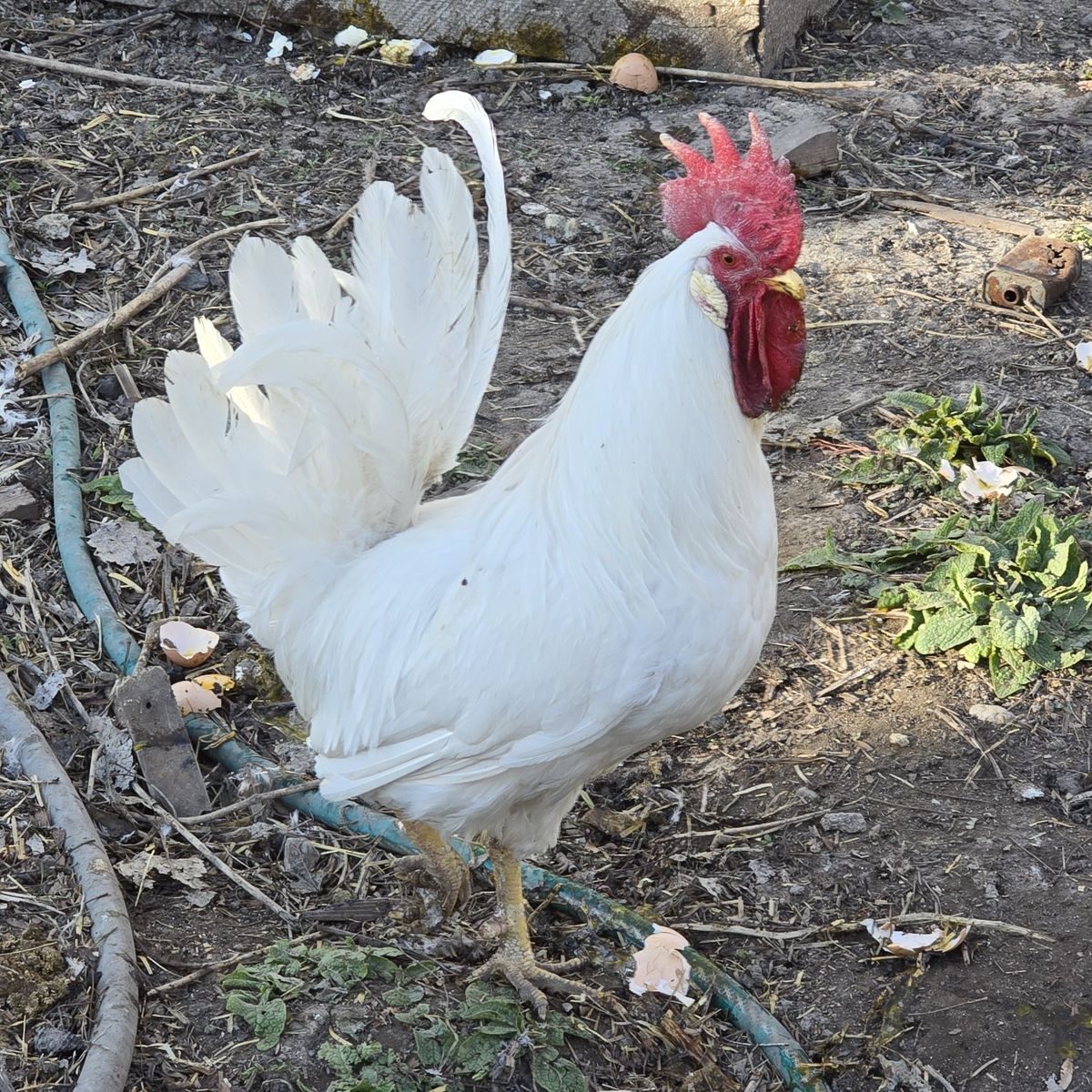 White Leghorn Rooster