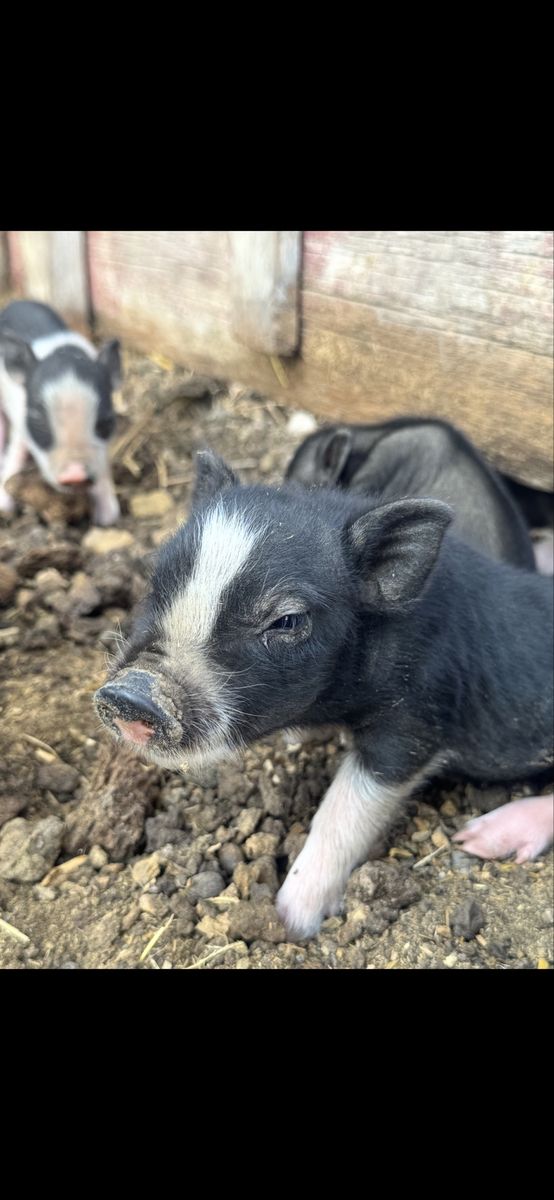 Baby Piglets - Black and White Livestock Pigs