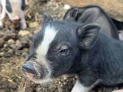 Baby Piglets - Black and White Livestock Pigs
