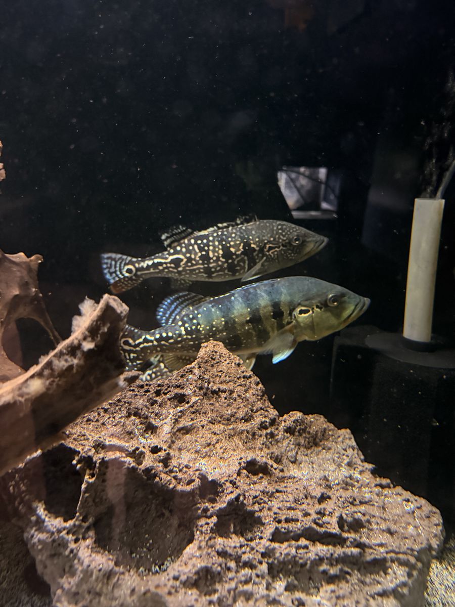 Cobra/Snakeskin Peacock Bass