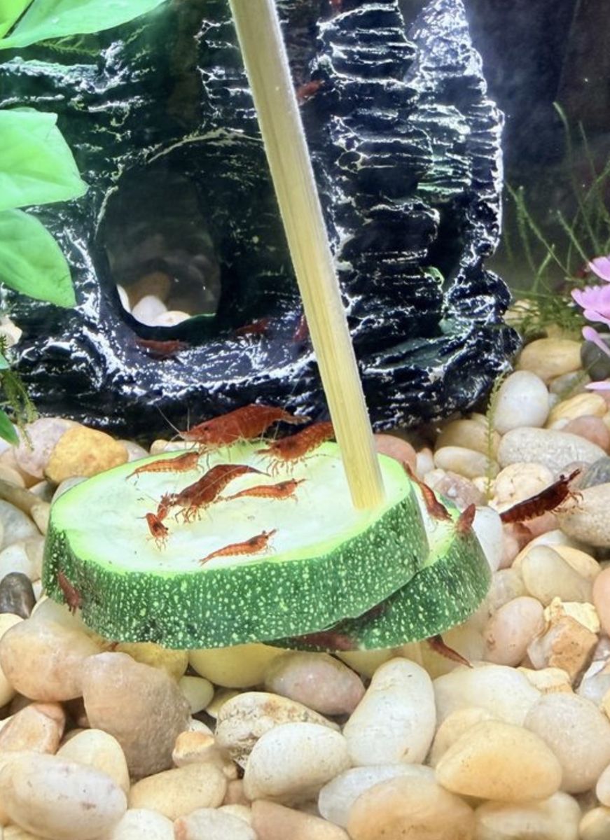 Cherry Shrimp Juveniles for Sale