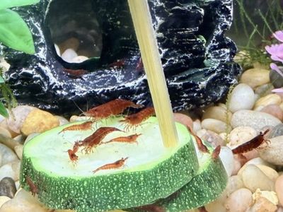Cherry Shrimp Juveniles for Sale