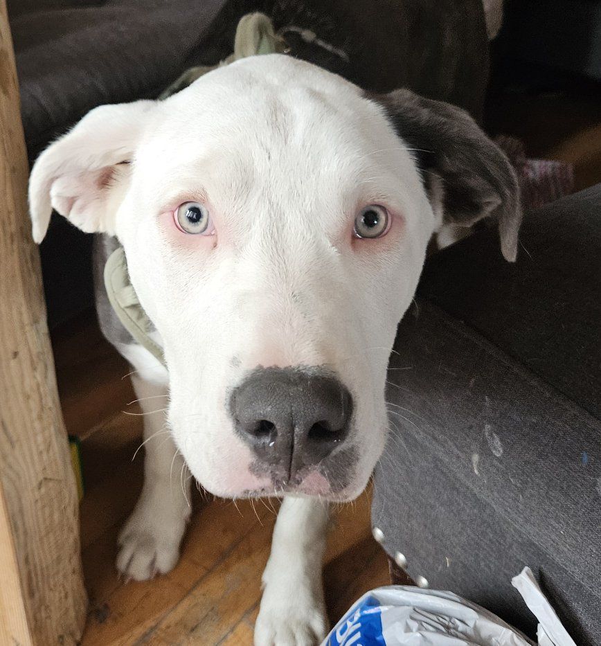 Staffordshire Bull Terrier / Great Pyrenees puppy+