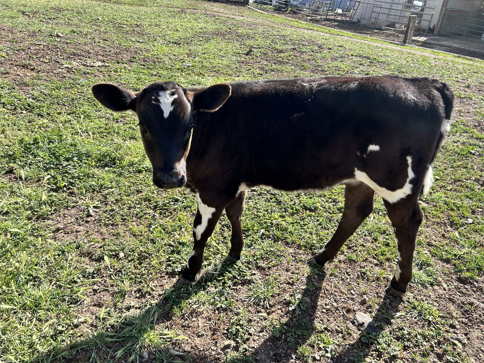 Holstein Cross Heifer Calf