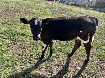 Holstein Cross Heifer Calf