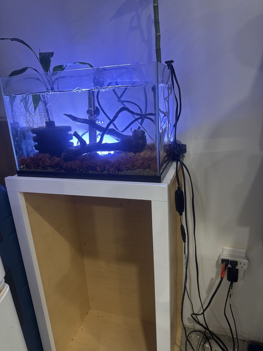 10 gallon rimless fish tank