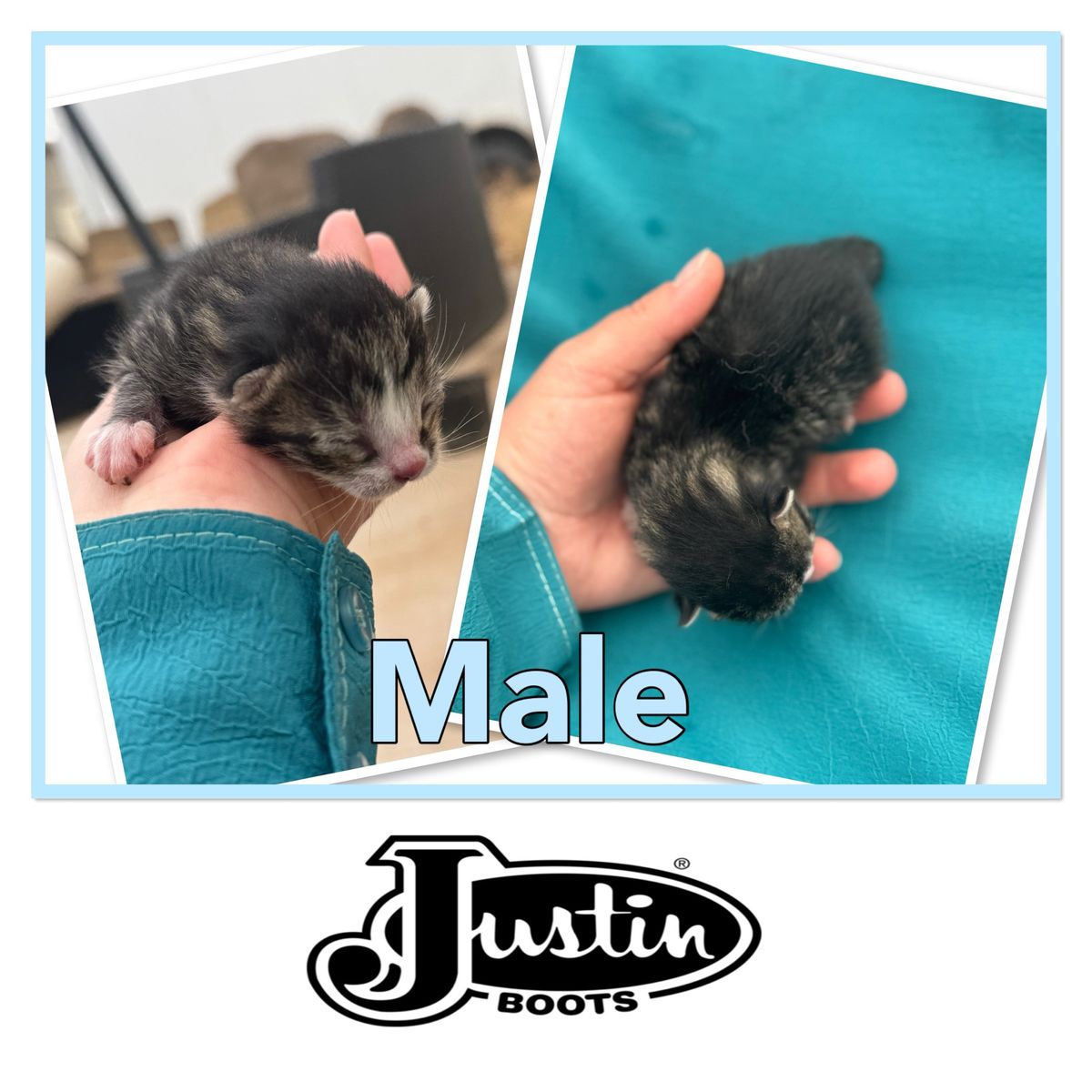 New born adorable kittens
