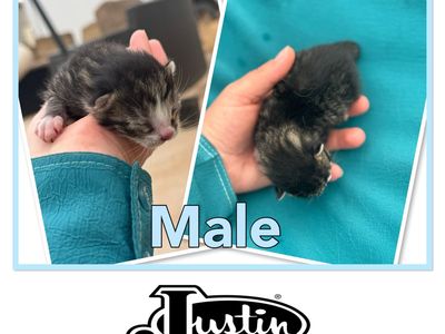 New born adorable kittens
