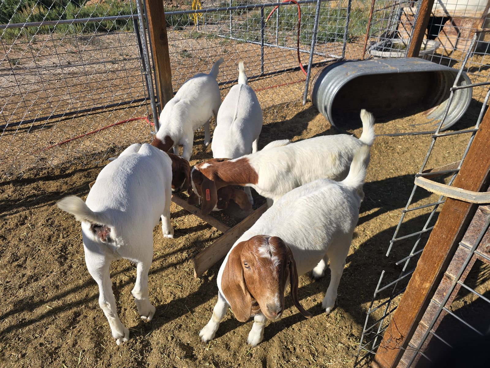 2 WETHERS & 5 DOELINGS.