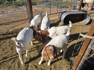 2 WETHERS & 5 DOELINGS.