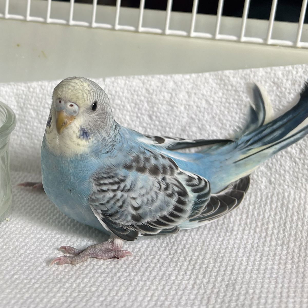Baby Parakeet