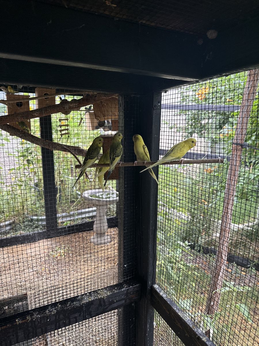 Parakeet’s