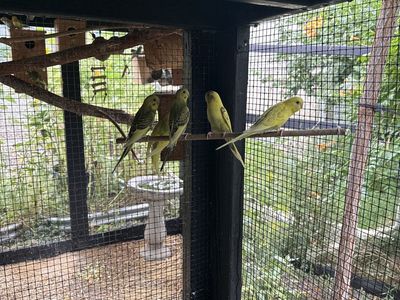Parakeet’s