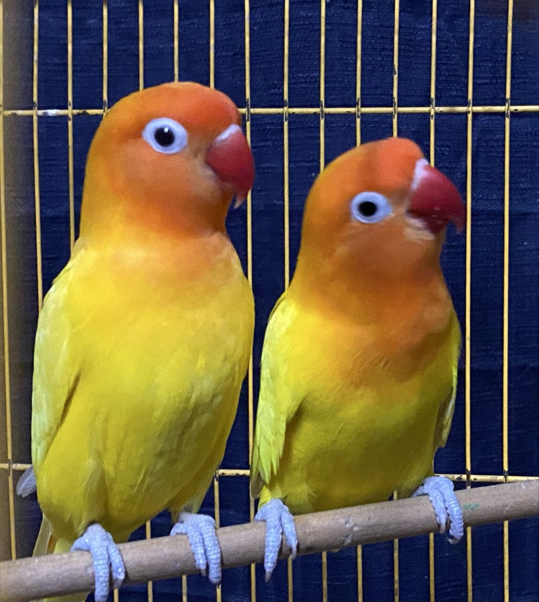 Pair of yellow lovebirds