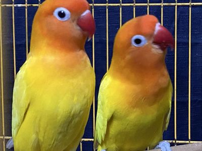 Pair of yellow lovebirds