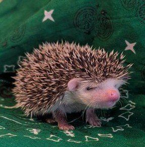 Make Baby Hedgehog "Quilliam"