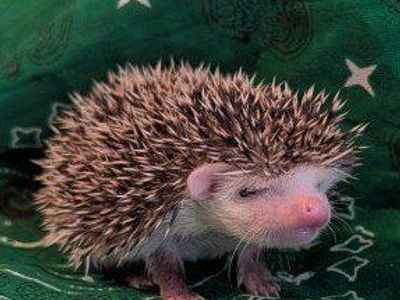 Make Baby Hedgehog "Quilliam"