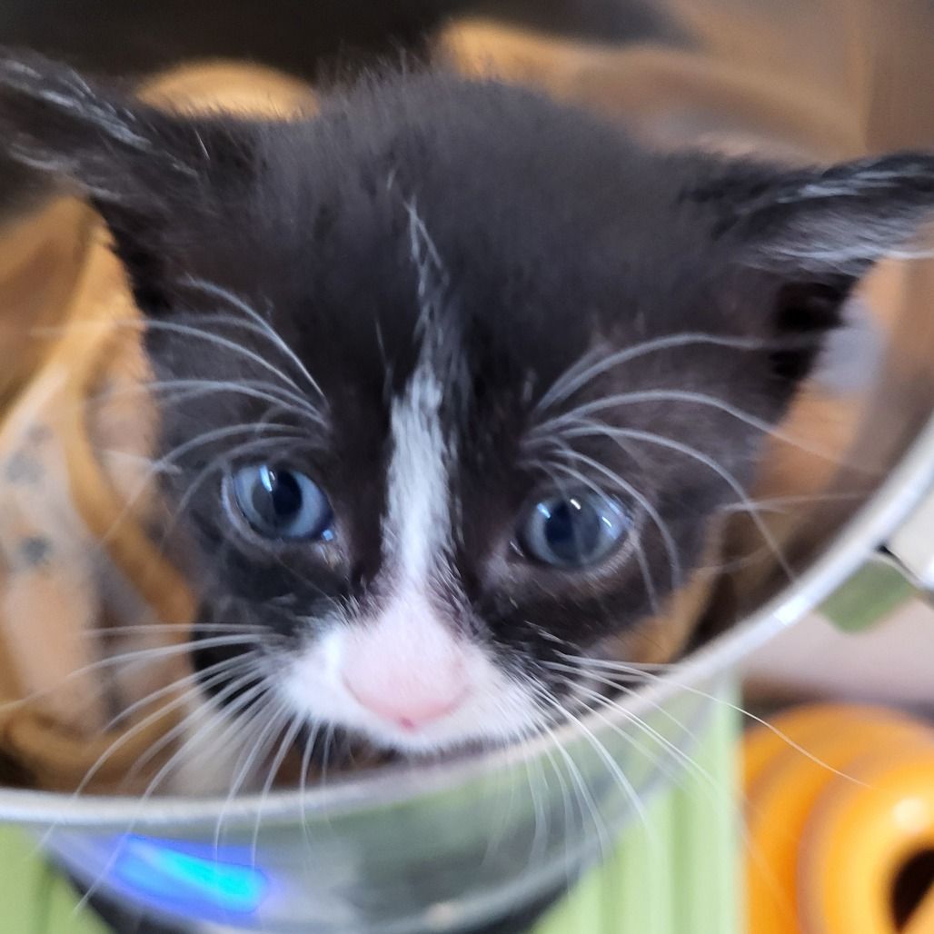 Hello my name is Murcatto