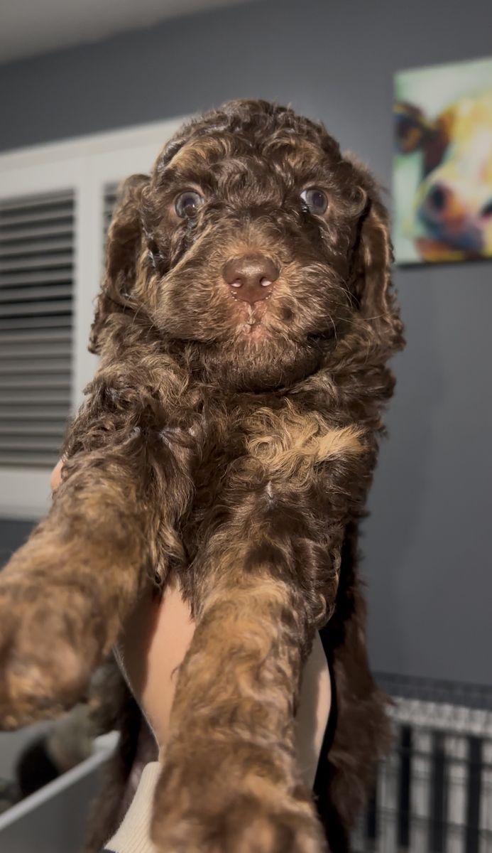 Standard Poodles 10 Weeks Old (delivery This Week)