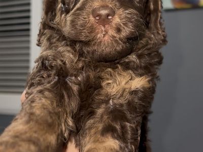 Standard Poodles 10 Weeks Old (delivery This Week)