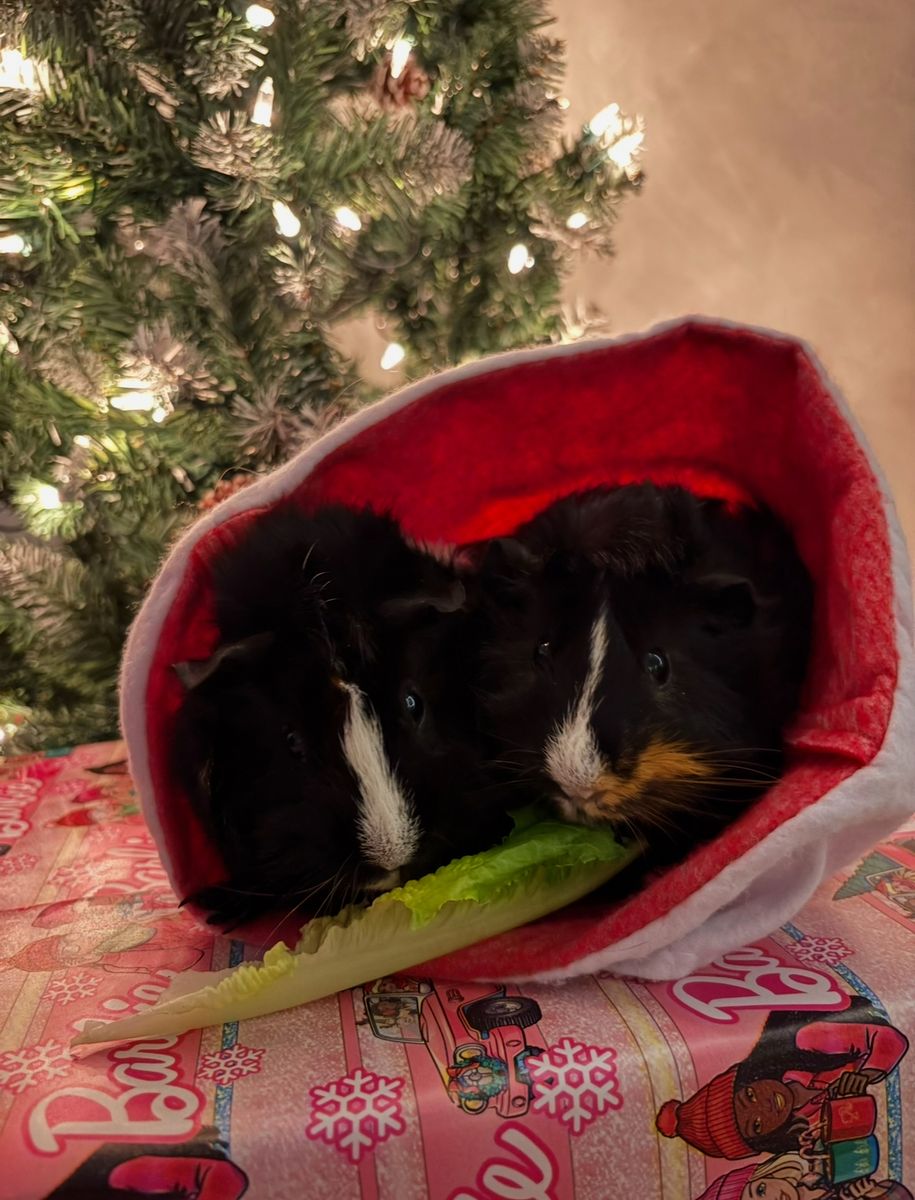 Please adopt these little cuties!!!