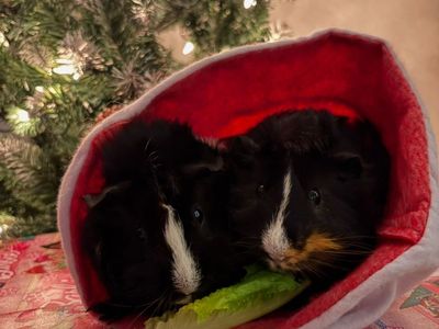 Please adopt these little cuties!!!