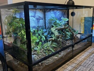 Blue Eastern Garter Snake With 90 Gal bioactive