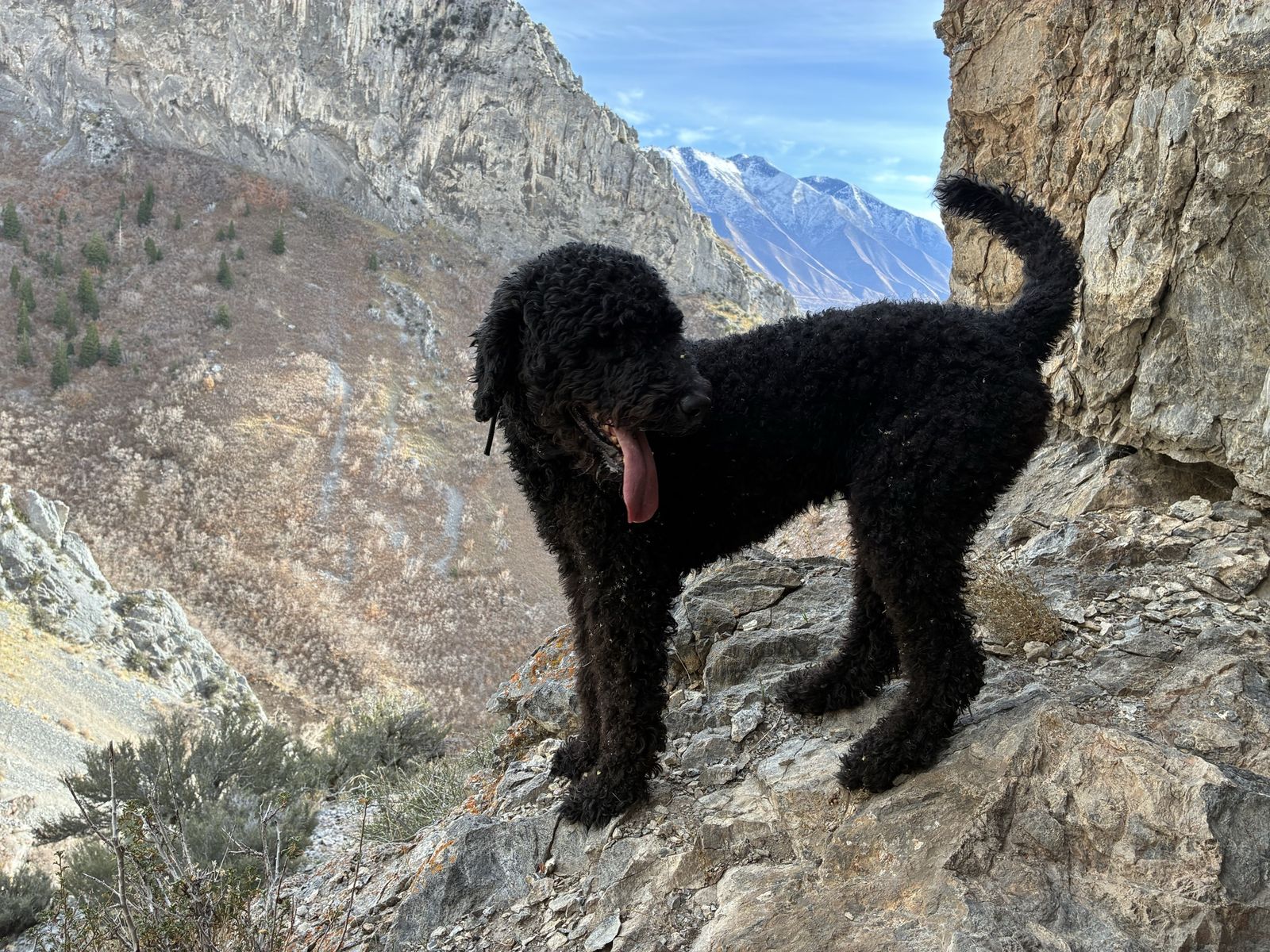 Portuguese water dog and poodle mix