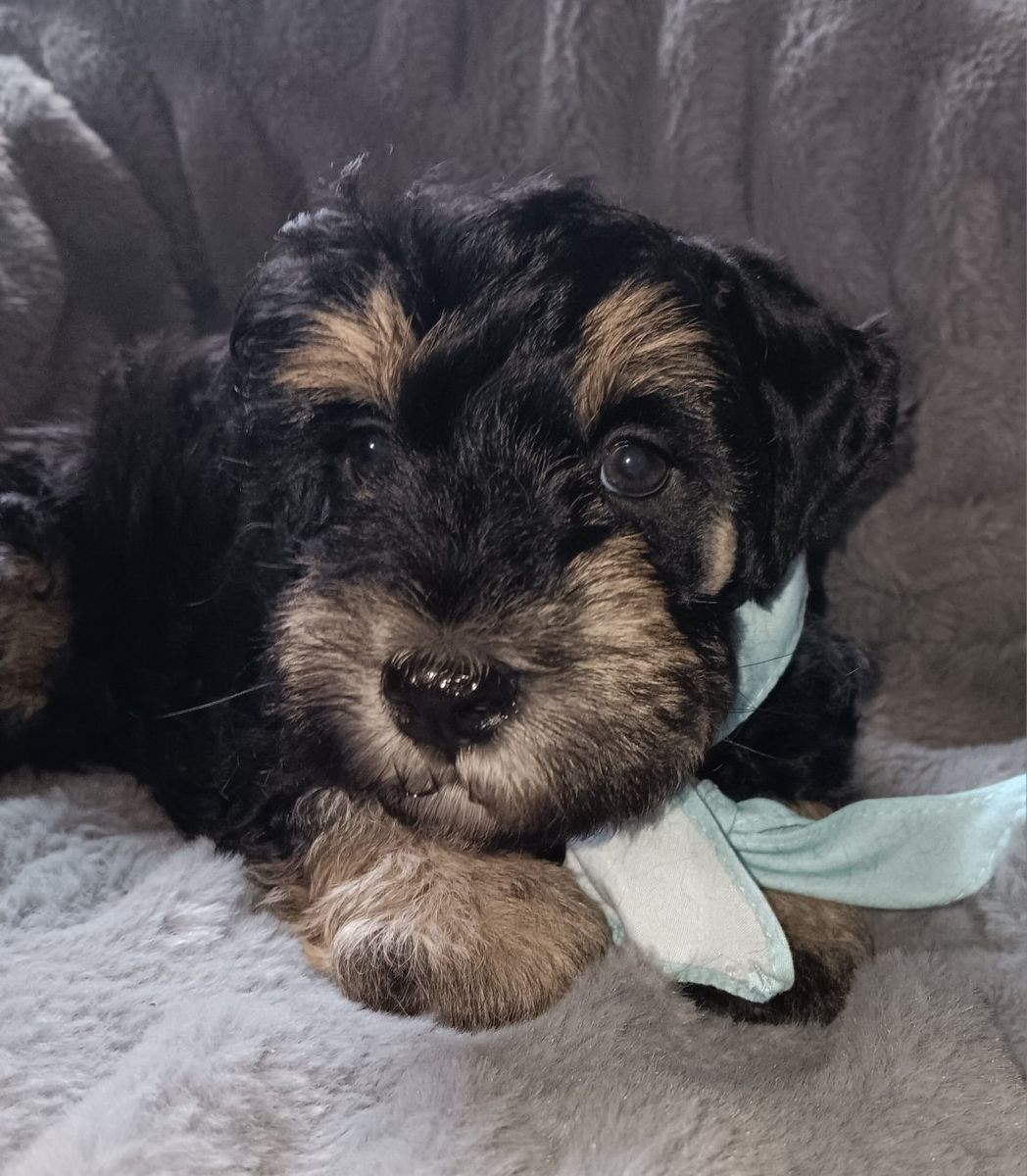 Miniature Schnauzer Male