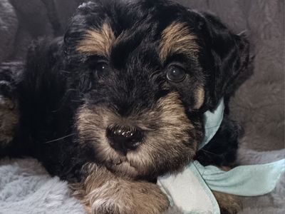 Miniature Schnauzer Male