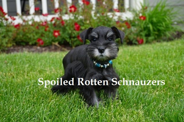 TOY SCHNAUZER PUPPIES (SUPERIOR BLOODLINES)