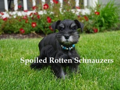TOY SCHNAUZER PUPPIES (SUPERIOR BLOODLINES)