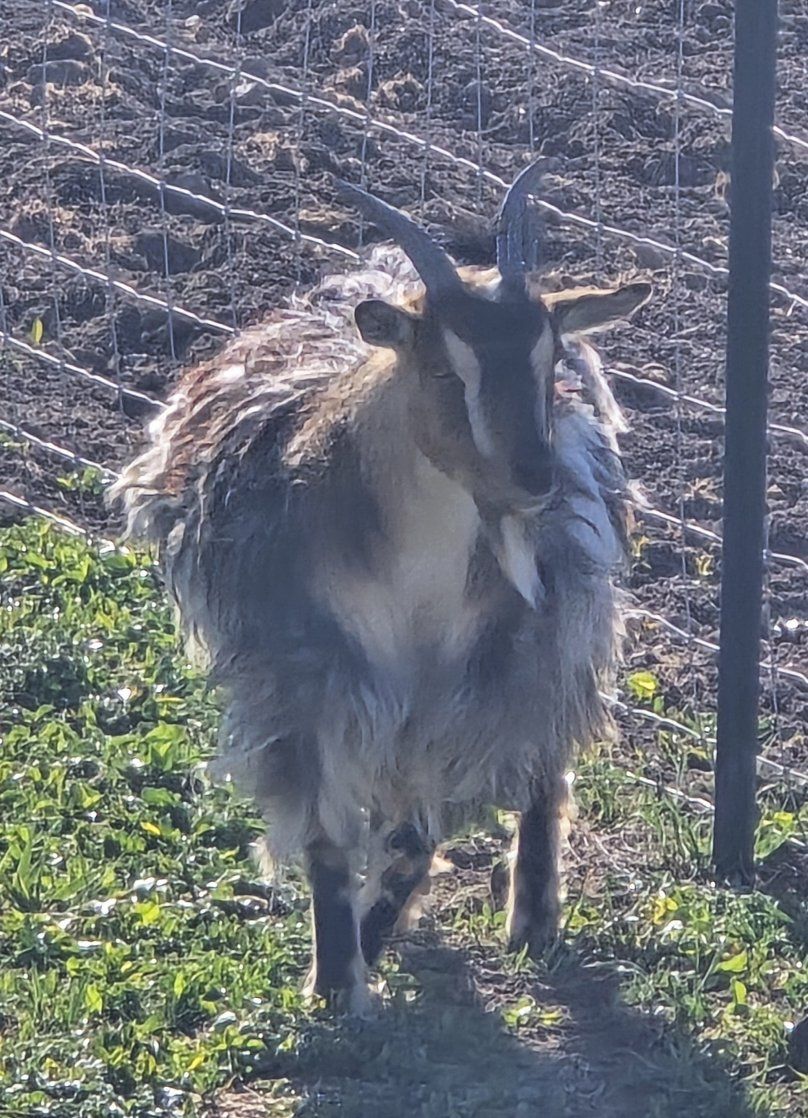 mini silky longhair doe