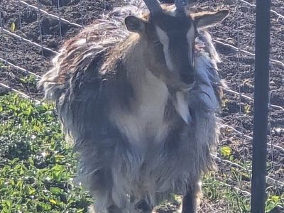 mini silky longhair doe