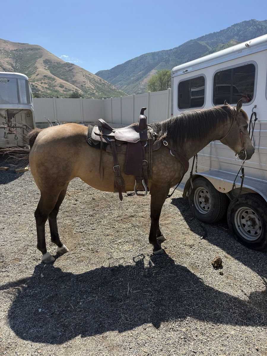 2009 buckskin mare barrel horse daughter of cowboy
