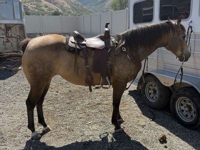 2009 buckskin mare barrel horse daughter of cowboy