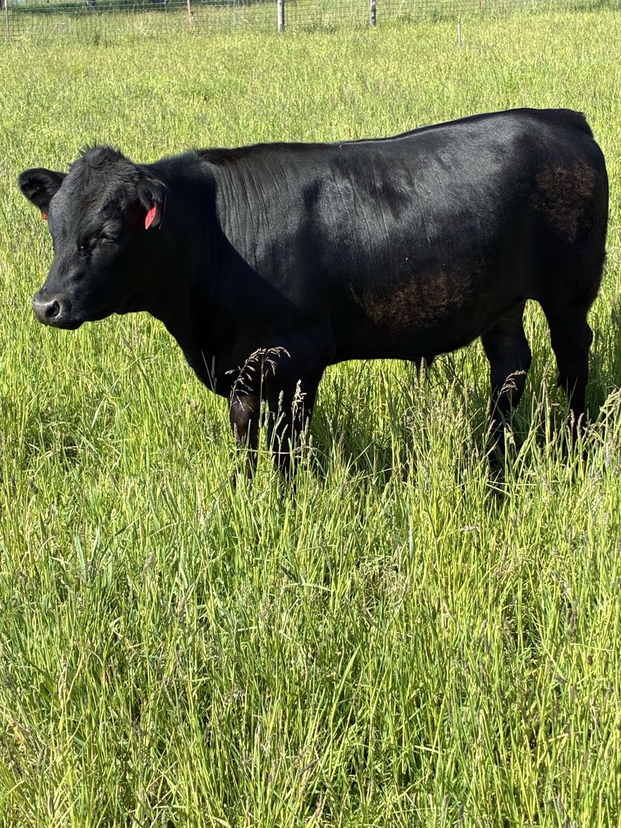 Heritage Dexter Steer