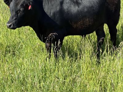 Heritage Dexter Steer