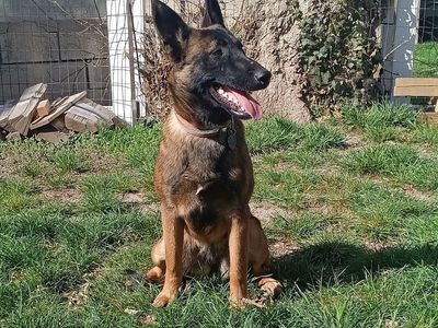 Belgian Malinois