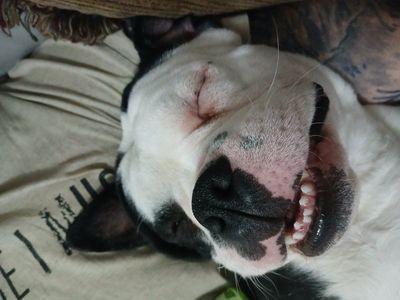 Pocket American Bully