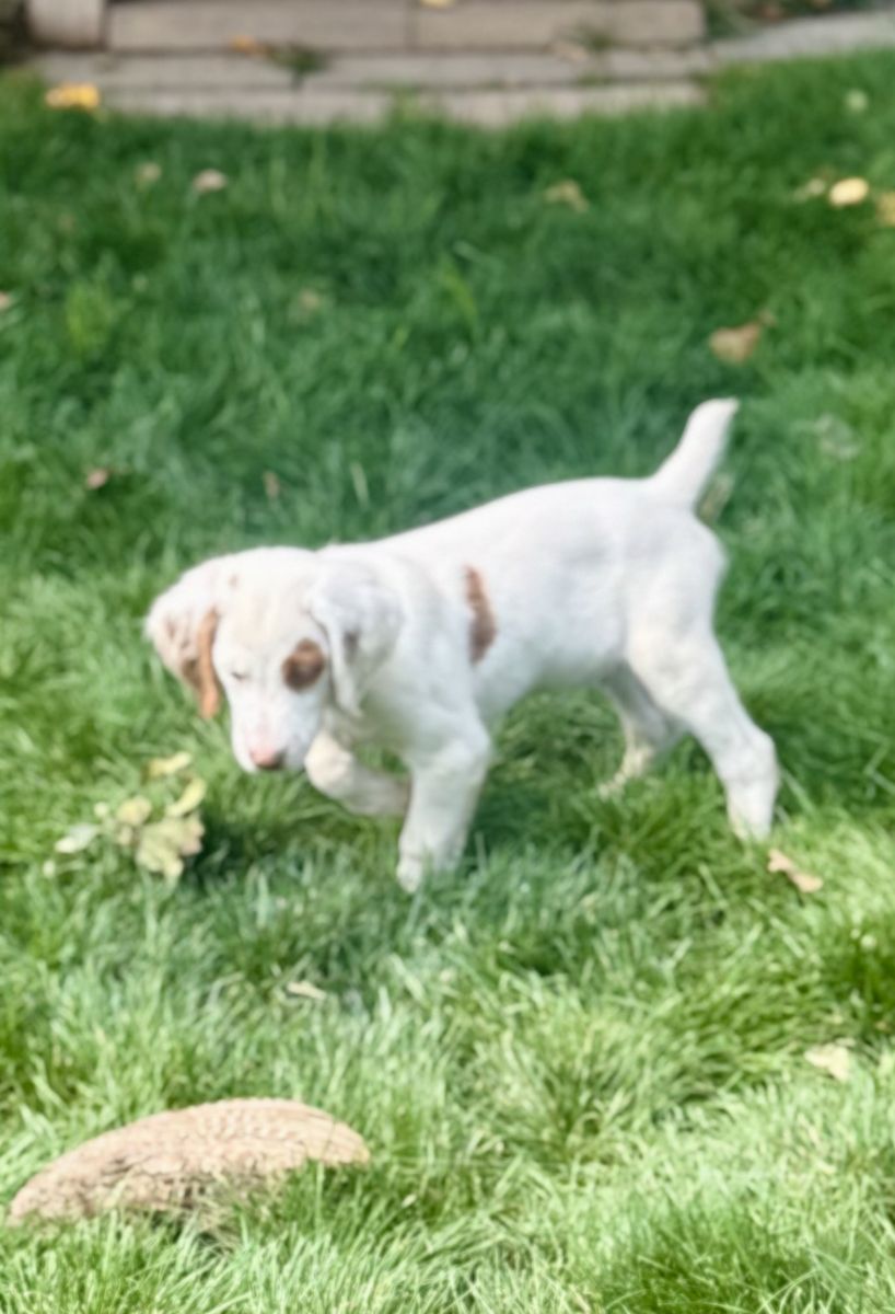 AKC Brittany bird dog pups