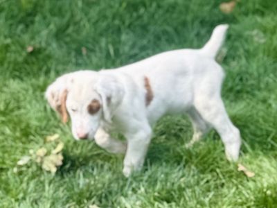 AKC Brittany bird dog pups