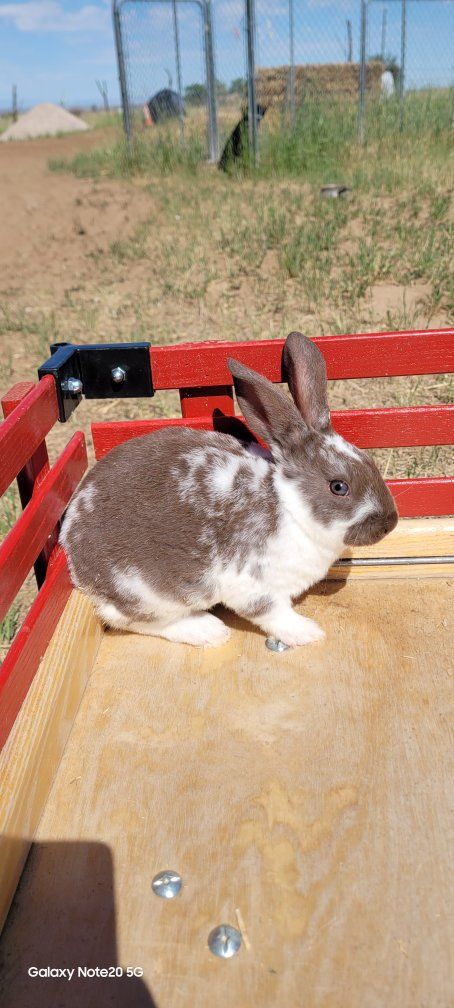 Pure New Zealands Bunnies