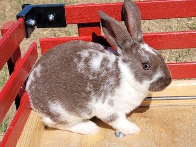Pure New Zealands Bunnies