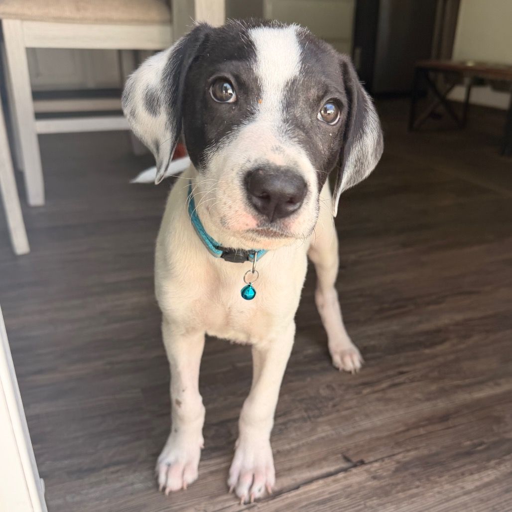 Hello my name is Louie