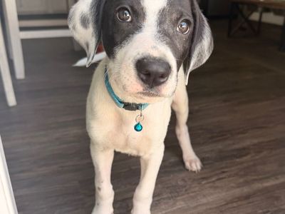 Hello my name is Louie