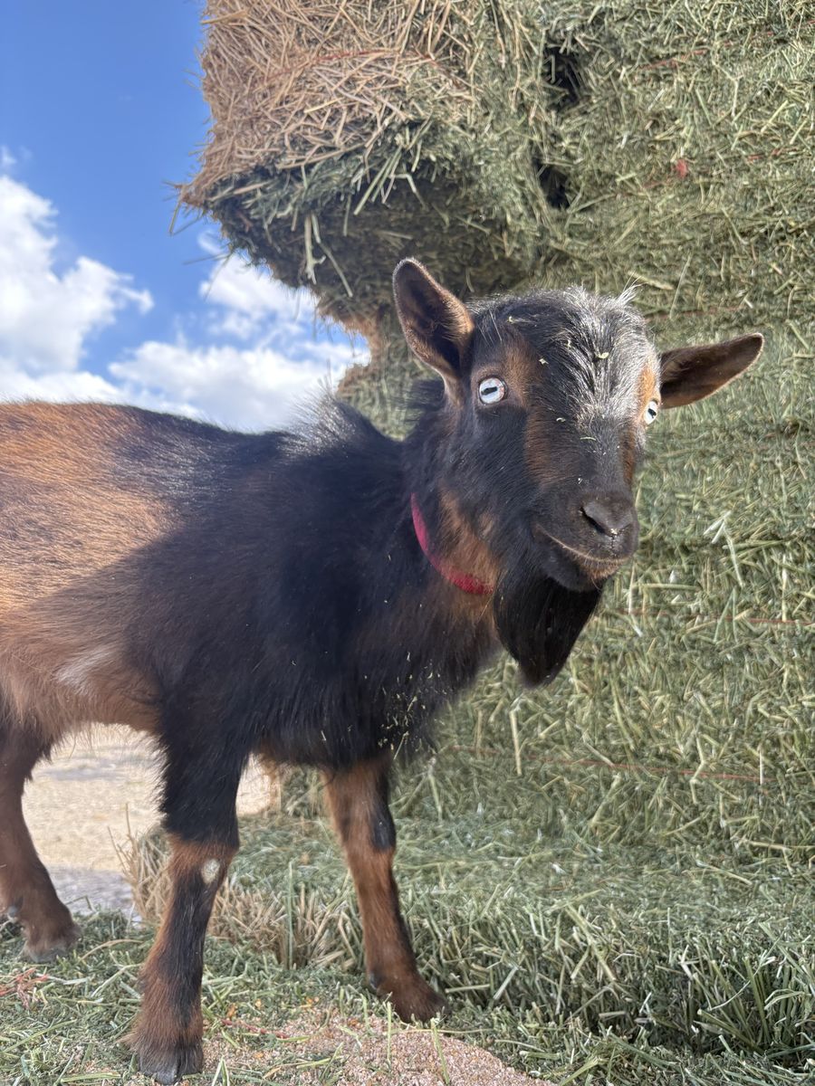 ADGA Registered Buck