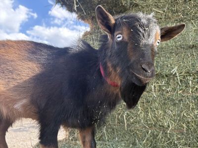 ADGA Registered Buck