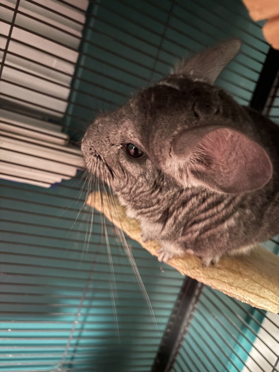 Chinchillas And Cage