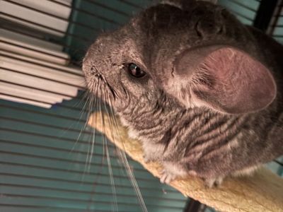 Chinchillas And Cage